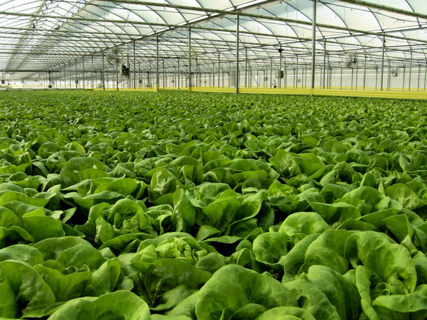 dreamstime_m_3747932 Green Tech International începe lucrările la cel mai mare complex de sere hidroponice din România